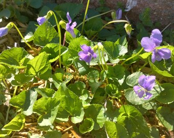 Common blue violet (Viola sororia) live plants/rhizomes.