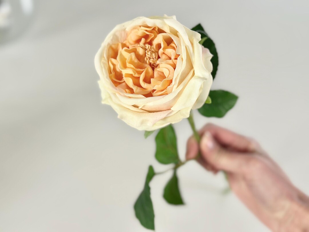 Real Touch Light Peach Cabbage Rose, High Quality Realistic Flowers for ...
