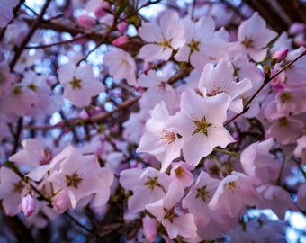 La primavera è qui