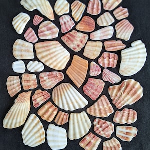 以下が含まれることがあります： 黒い面に配置された、さまざまな形とサイズの貝殻のコレクション。貝殻は、白、ベージュ、赤茶色の色合いを含む、さまざまな色を示しています。貝殻は質感のある表面を持っています。