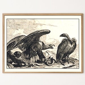 Vintage Vulture Eagle Lithograph | Antique Bird of Prey Print | Digital Download | 5x7 Wall Art | 300 DPI | Naturalist Illustration