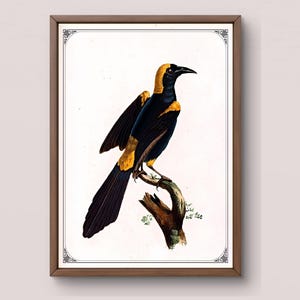 Australian Exotic Bird Art, Antique Print, Scientific Illustration, Vintage Farmhouse Picture, Natural History, Digital Download, Colorful