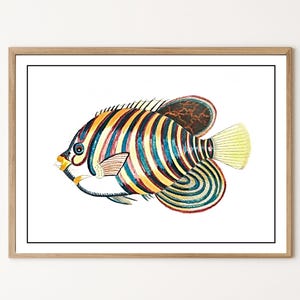 Vintage Emperor Angelfish Print | Historical Marine Biology Illustration | Antique Natural Science Art | Tropical Fish Download