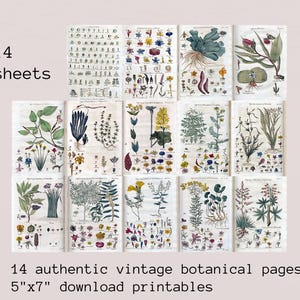 Vintage Botanical Junk Journal Ephemera Pack | pages, printable collage sheet, digital floral scrapbook kit, antique flowers, plant cards