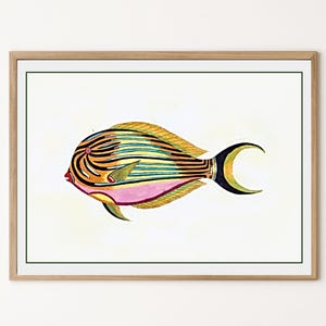 Impressão digital de peixes tropicais | Arte vintage de história natural | Decoração de parede colorida de oceano | Download em 300 DPI | Arte antiga de peixes