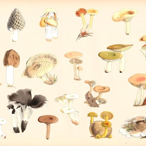 Vintage Pilz Botanische PNG Set | 21 Handgezeichnete Illustrationen | Original Kunst Transparenter Hintergrund | 1800 Natur Digital Download