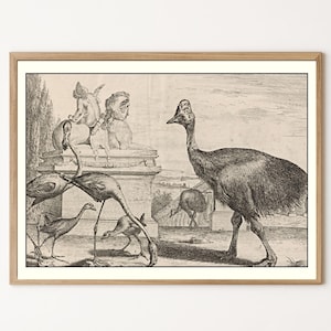 Könnte beinhalten: Ein gerahmter Schwarz-Weiß-Druck mit einer Illustration verschiedener Vögel, darunter ein großer emuähnlicher Vogel und kleinere Vögel. Im Hintergrund befindet sich eine klassische Skulptur. Der Druck hat eine Vintage-Ästhetik.