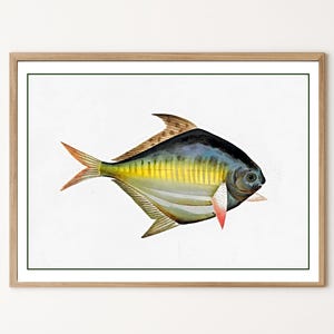 Historical Fish Study Print | Vintage Marine Biology Digital Art | Antique Natural Science Illustration | Yellow Pompano Download