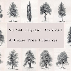 Antique Tree Illustrations | Vintage Botanical Print Collection | Digital Download Set | 28 Nature Art Prints 5x7 Natural History