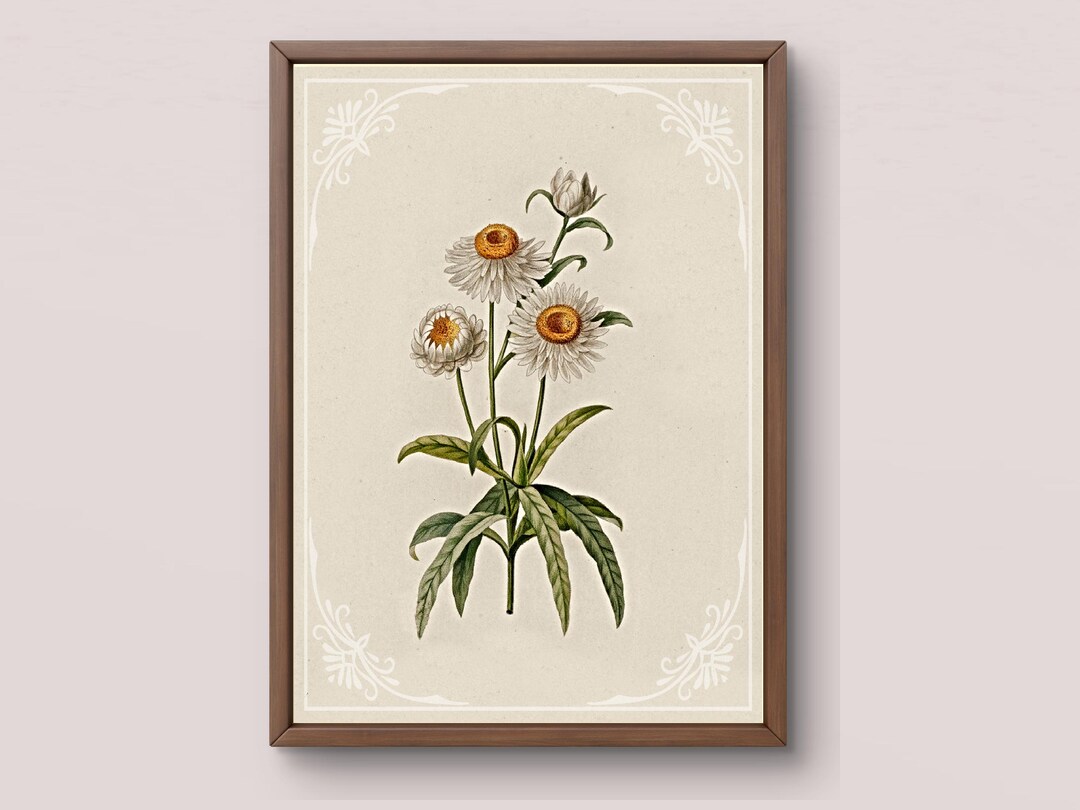 White Daisy Botanical Digital Download | Antique Flower Wall Art ...