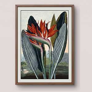 極楽鳥デジタルプリント | ヴィンテージ植物イラスト | トロピカルウォールアート | アンティークフラワーアート | 即時ダウンロード