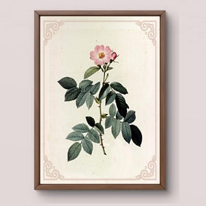 Vintage Botanical Rose Print | Digital Download | Historical Flower Illustration | Antique Wall Decor | Pink Rose Art | Printable
