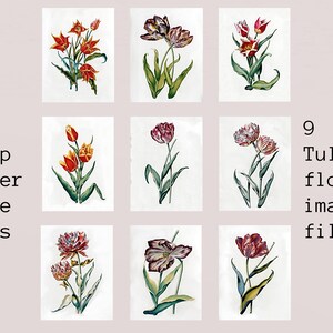 Impressions botaniques de tulipes en téléchargement numérique | lot d'oeuvres d'art murales florales vintage | 9 images haute résolution | Artisanat de fabrication de cartes