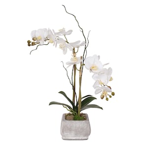 May include: White orchid plant with green leaves in a gray square planter. The orchid has multiple white flowers with yellow centers.