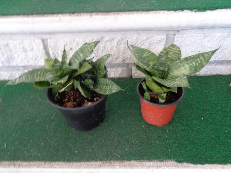 Sansevieria Hahnii aka Green Bird/'s Nest Snake Plant One Offshoot Cutting