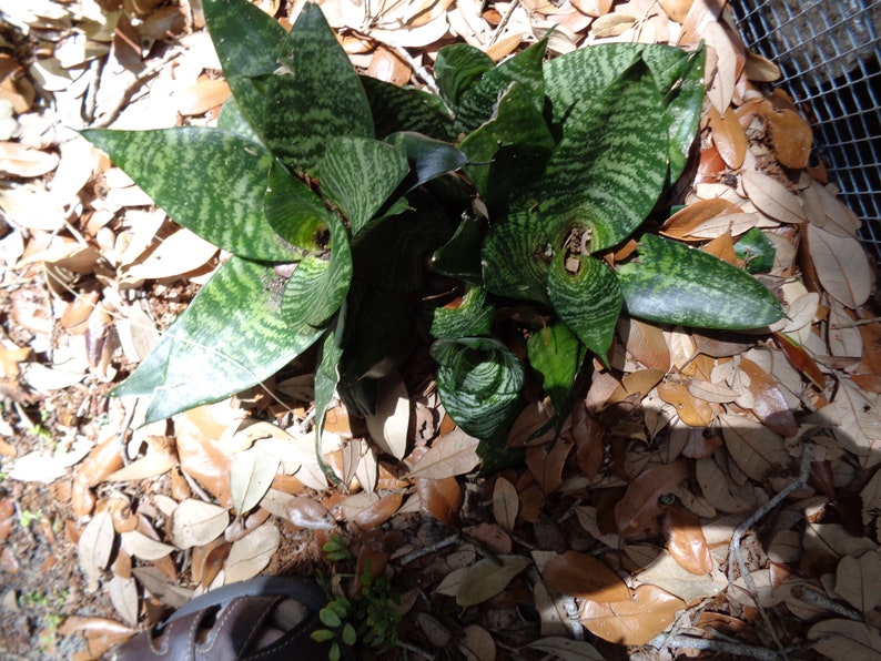 Sansevieria Hahnii aka Green Bird/'s Nest Snake Plant One Offshoot Cutting
