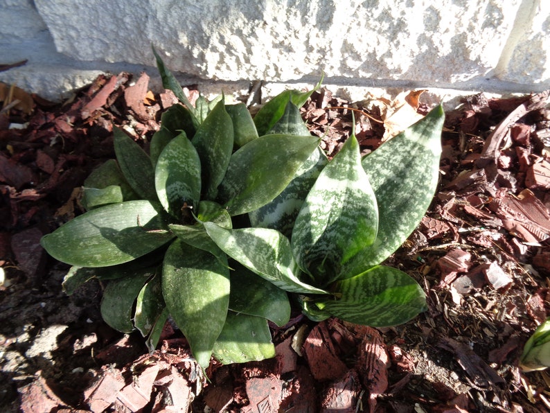 Sansevieria Hahnii aka Green Bird/'s Nest Snake Plant One Offshoot Cutting