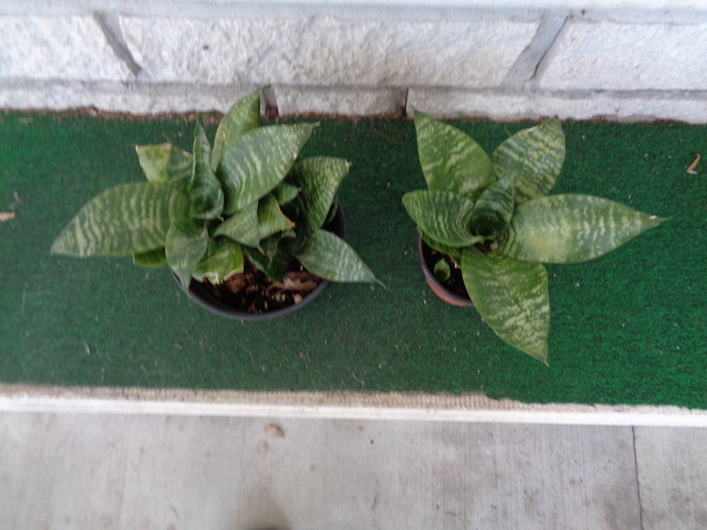 Sansevieria Hahnii aka Green Bird/'s Nest Snake Plant One Offshoot Cutting