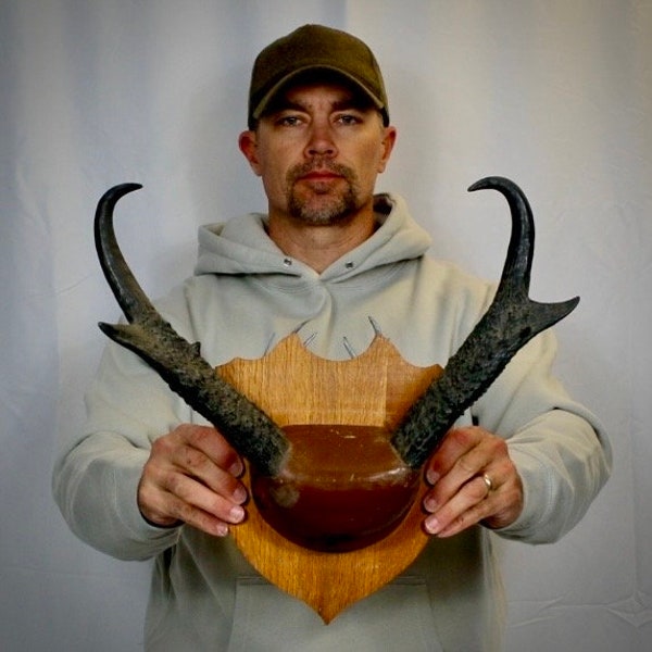 Nice Wide Dark Real Pronghorn Skull Horn Mount Taxidermy Man Cave Cabin Antelope