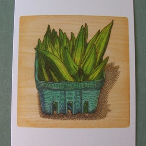 2 CARDS A009 OKRA / 5 x 7 Notecards / vegetable card / vegetable art / foodie / cooking gift / farmers market / food illustration / south image 2