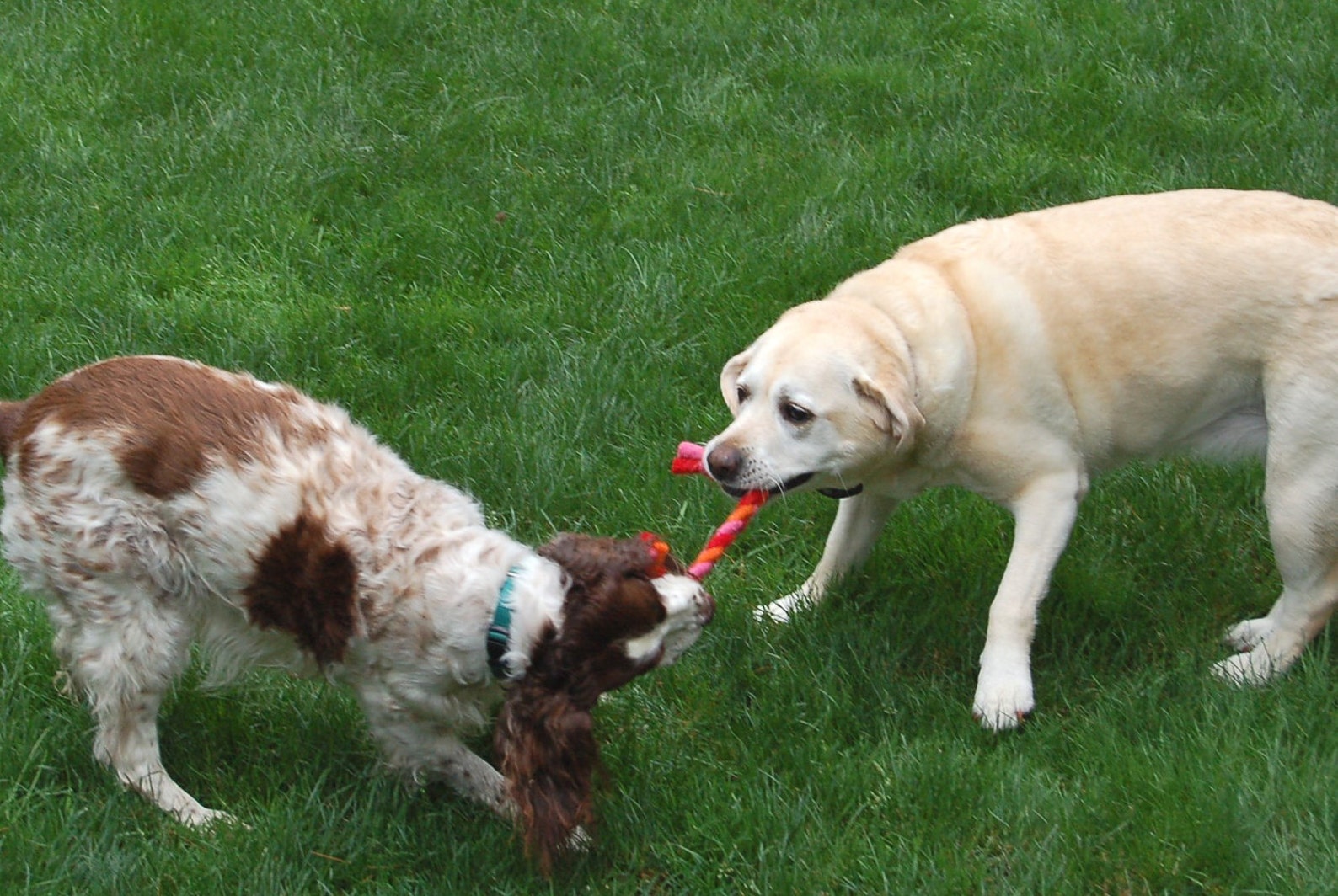 Rope Dog Toy Felted Wool All Natural Etsy