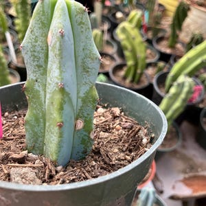Myrtillocactus Geometrizans Blue Myrtle Cactus 2.5 Tall this Plant - Etsy