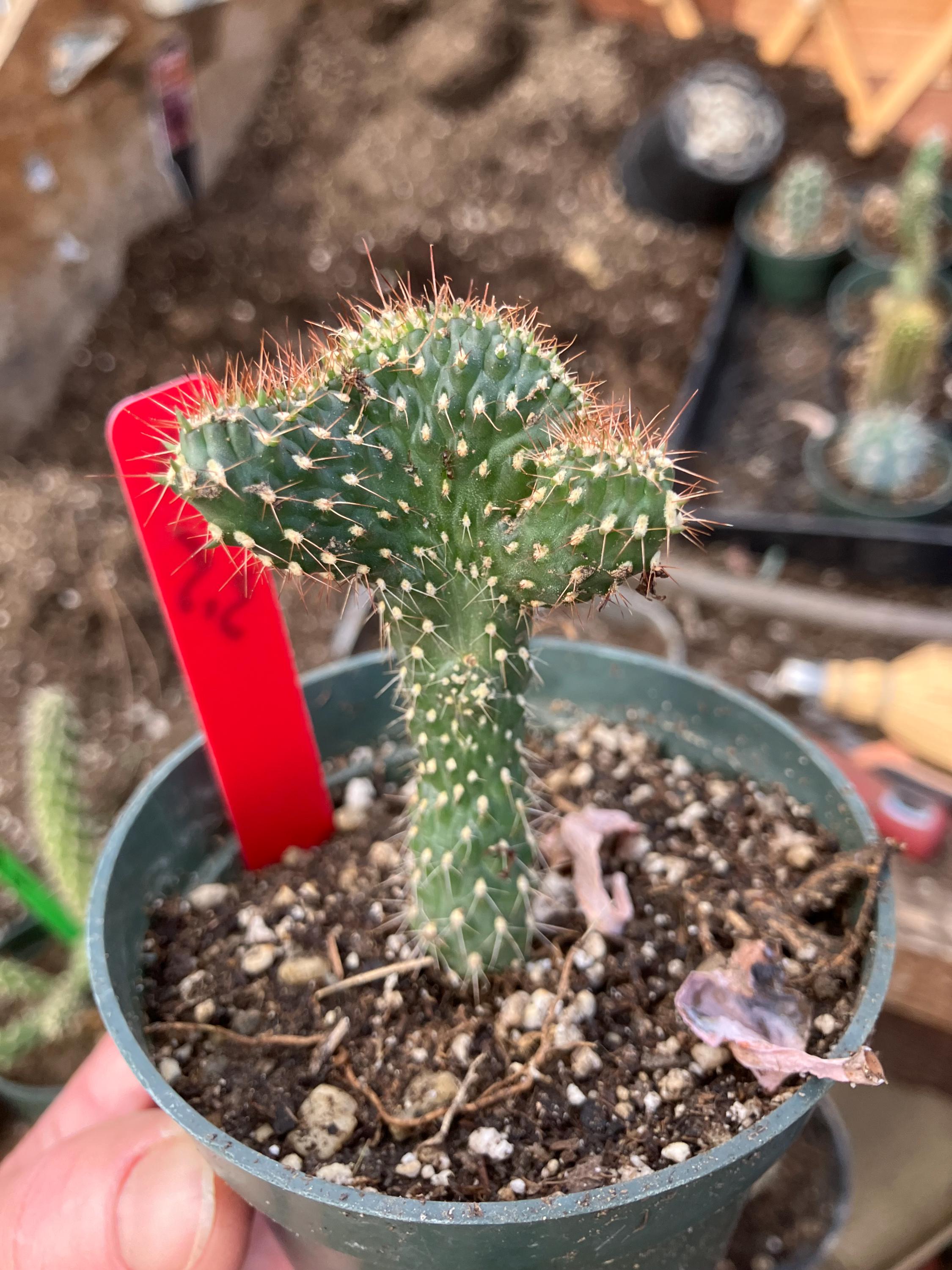 Cholla Cactus Boxing Glove Cholla Boxing Glove Cactus