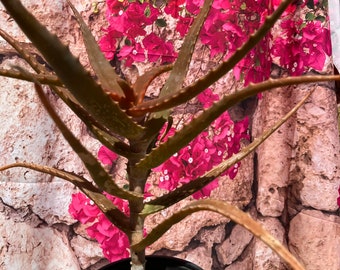 Aloe congolensis Hybrid 9”