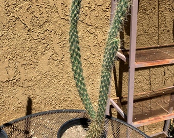 Cholla cylindropuntia Buckhorn Cactus "This Plant" 22”Tall