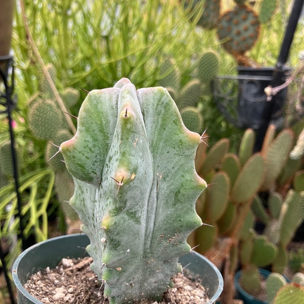 Lemaireocereus pruinosus Grey Ghost Organ Pipe "This Plant" 4" Tall 2.5" Wide