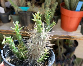 Cholla cylindropuntia Buckhorn Cactus "This Plant" 3”Tall