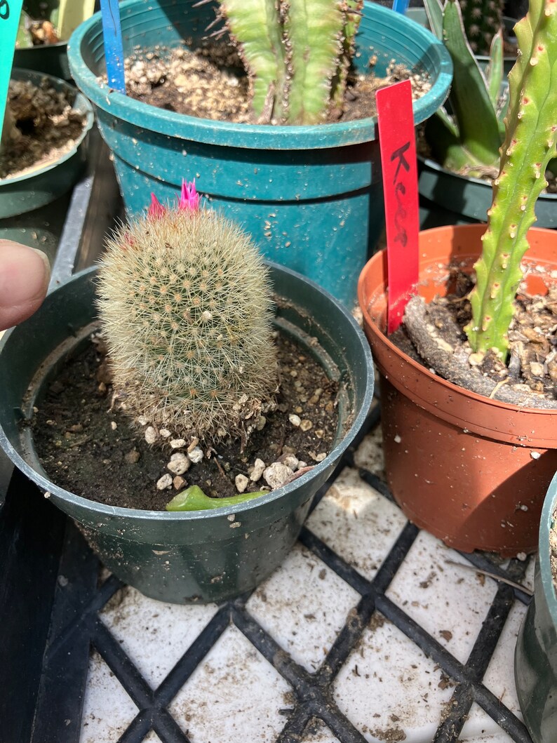 Notocactus Parodia scopa Silver Ball/Snowball Cactus 2 Tall image 8