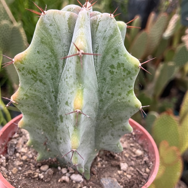 Lemaireocereus pruinosus Grey Ghost Organ Pipe "This Plant" 4" Tall 3" Wide