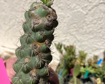 Cholla cylindropuntia Buckhorn Cactus "This Plant" 6”Tall