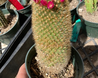 Mammillaria pilcayensis Bristle Brush Cactus 5.5" Tall "This Plant"