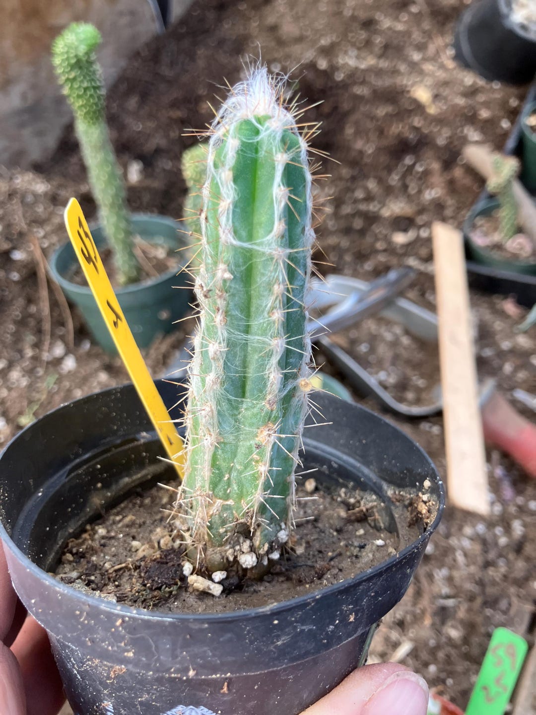 Blue Torch Cactus - Pilosocereus Palmeri - 4" Tall - Etsy