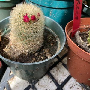 Notocactus Parodia scopa Silver Ball/Snowball Cactus 2 Tall image 1