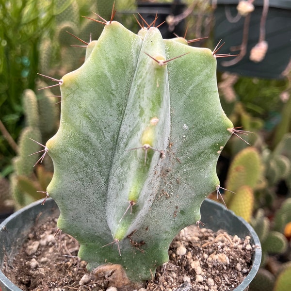 Lemaireocereus pruinosus Grey Ghost Organ Pipe "This Plant" 3.25" Tall 2.25" Wide