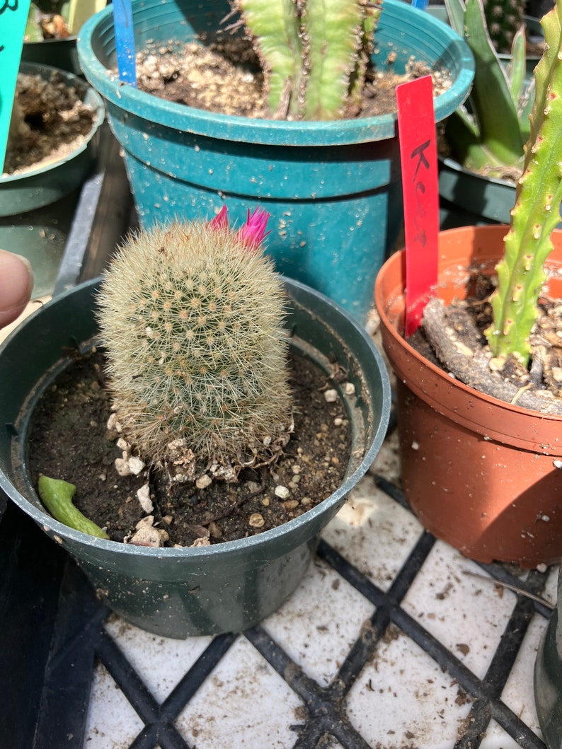 Notocactus Parodia scopa Silver Ball/Snowball Cactus 2 Tall image 6