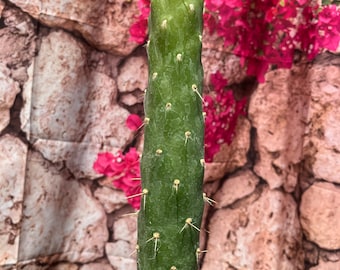 Austrocylindropuntia subulata f. Monstroas Full Size Eve’s Needle 10”