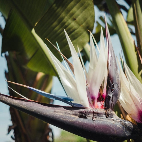 GHRSEEDS Giant White Bird of Paradise Seeds