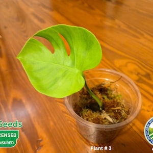 May include: A young Monstera plant with a large, vibrant green leaf in a clear plastic pot. The plant is labeled "Plant # 3" and is on a wooden surface. The image also includes the GHR Seeds logo and the Florida Department of Agriculture seal.
