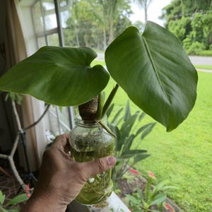 Rare 40 Year Old Monstera Deliciosa Stem Cutting Bare Root Plant With Fresh Growth - Plant Gift Idea