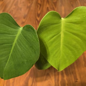 May include: Two heart-shaped leaves, one a deep green and the other a lighter green, with a brown wooden background.