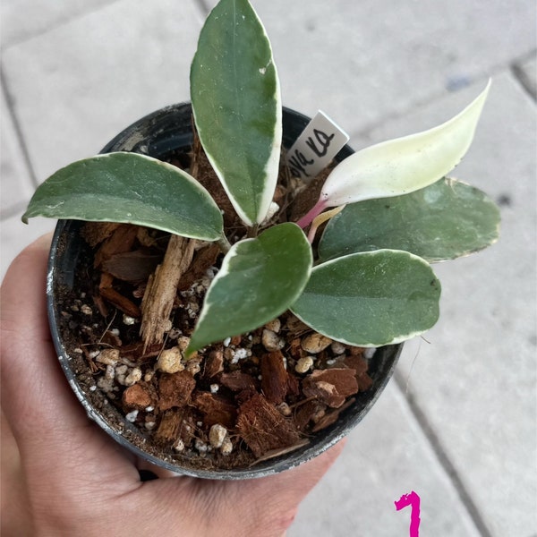 Hoya Krimson Queen Houseplant Pink Plant Tri Color Home Decor Indoor Plant Garden Tropical Potted Rare Plants Housewarming Gift for Her