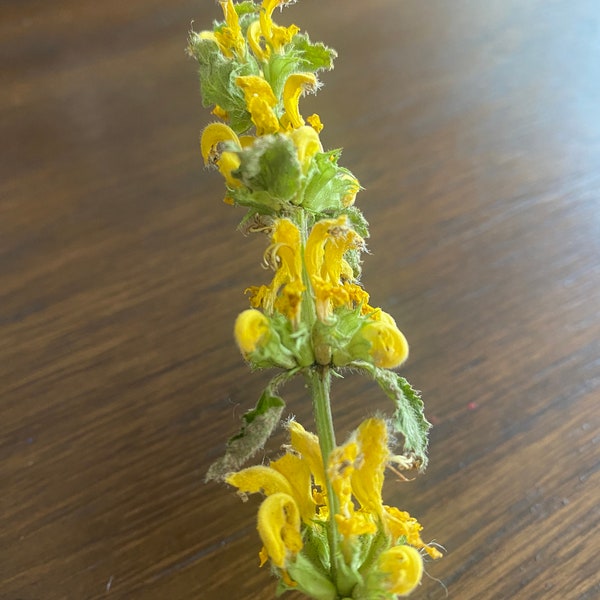 Hang-dried yellow archangel flowers (pack of 5)