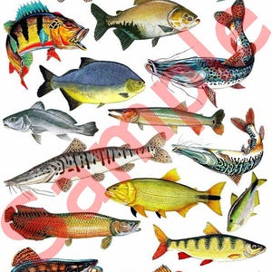 Puede incluir: Ilustraciones de peces coloridos, mostrando diversas especies con escamas y aletas detalladas. La obra presenta una variada gama de peces, incluyendo aquellos con patrones vibrantes y formas únicas, para los entusiastas acuáticos.