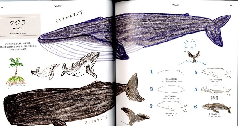 How to Draw Aquarium Animals Illustration Lesson Book - Japanese Craft ...