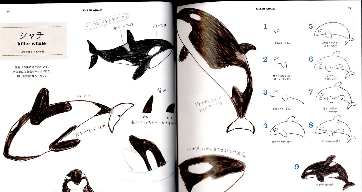 How to Draw Aquarium Animals Illustration Lesson Book - Japanese Craft ...