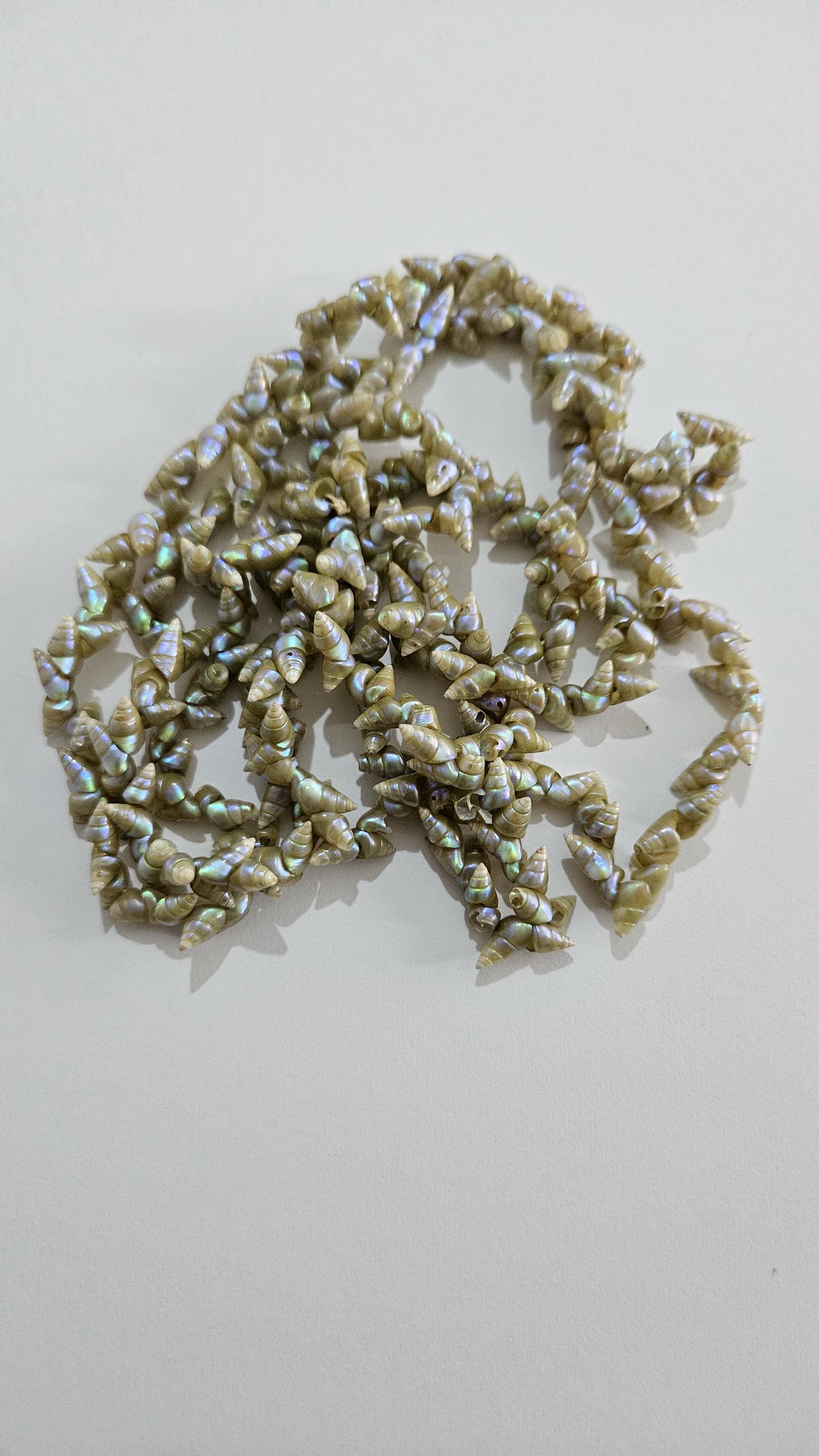 ANTIQUE Tasmanian Aboriginal MAIREENER Iridescent SHELL